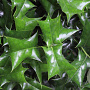 Ilex cornuta GM container solitair