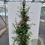 Abelia grandiflora 60-80 cm 20L struik