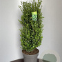 Ilex crenata 'Caroline Upright' 80-100 cm 15L