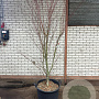 Acer palmatum 200-250 cm cont. 110L