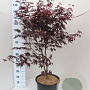 Acer pal. 'Bloodgood' 100-125 cm 20L