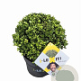 Ilex crenata Dark Green 20 cm op rozenpot 3L bol potgekweekt