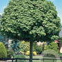 Acer plat. 'Globosum' 10-12 HO container