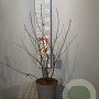 Amelanchier lamarckii 60-80 cm 4,0L