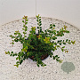 Ilex crenata 'Green Hedge' 20-25 cm 2,5L