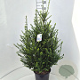Ilex crenata Strong Caroline 80-100 cm 10L