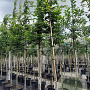 Carpinus betulus 12-14 HO container