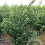 Ilex meserv. 'Blue Princess' 125-150 cm met kluit struik