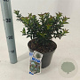 Ilex meserv. Gentle 25-30 cm 3,0L