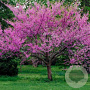 Cercis can. 'Oklahoma' 175-200 cm 50L