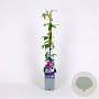 Clematis 'Mrs N. Thompson' 70 cm 2,0L