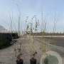Crataegus monogyna 125-150 cm 20L