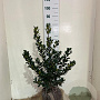 Ilex meserv. 'Blue Prince' 60-80 cm met kluit