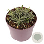 Lavandula ang. 'Munstead' GM 2,0L