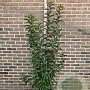 Malus 'Evereste' 150-175 cm 20L