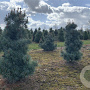 Pinus parv. 'Negishi' 60-80 cm draadkluit
