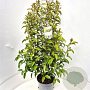 Ligustrum luc. Green Screen 125-150 cm 10L