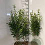 Ligustrum ovalifolium 80-100 cm 5,0L