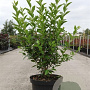 Ligustrum ovalifolium 100-120 cm 10L