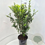 Ligustrum oval. 'Green Diamond' 100-120 cm 15L