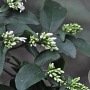 Ligustrum tschonoskii 10-12 HO draadkluit geveerd