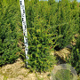 Taxus baccata 60-80 cm met kluit