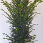 Taxus baccata 100-120 cm 10L