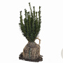 Taxus media 'Hillii' 30-40 cm met kluit