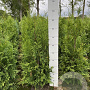 Thuja occ. 'Brabant' 80-100 cm met kluit