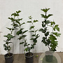 Viburnum opulus 60-80 cm 2,5L
