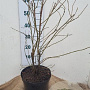 Liquidambar styraciflua 60-80 cm 7,5L