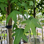Liquidambar styraciflua 12-14 HO container