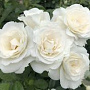 Rosa (F) Baby Schneewittchen GM C1.5 eigen wortel