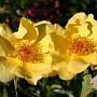 Rosa (F) Lemon Fizz GM C1.5 eigen wortel