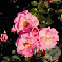 Rosa (H) Mirato GM C1.5 eigen wortel