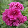 Rosa (R) 'Rosa Zwerg' GM C1.5 eigen wortel