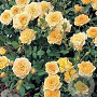 Rosa (P) Yellow Fairy A kwaliteit C1.5 eigen wortel