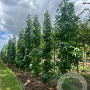 Liquidambar s. 'SlenderSilhouette' 10-12 HO draadkluit geveerd