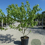 Liquidambar s. 'Worplesdon' 300-350 cm container meerstammig