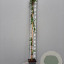 Lonicera henryi 150-175 cm 5,0L