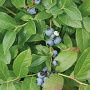 Vaccinium c. 'Polaris' 10-15 cm 2,0L