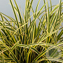 Carex morrowii Vanilla Ice GM  P11