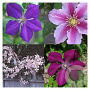 Clematis hybriden mix 70 cm 2,0L