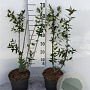 Lonicera tatarica 60-80 cm 5,0L