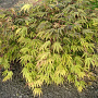 Acer palmatum 'Nicholsonii' 60-80 cm 20L breed