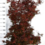 Acer palmatum 'Shaina' 100-125 cm 20L