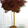 Acer palmatum 'Shaina' 60 cm stam 20L