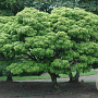 Acer palmatum 'Sharp's Pygmy' 80-100 cm 35L