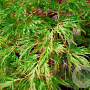 Acer palmatum 'Shinonome' 100-125 cm 50L breed