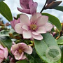 Magnolia Fairy Magnolia Blush 150-200 cm container solitair